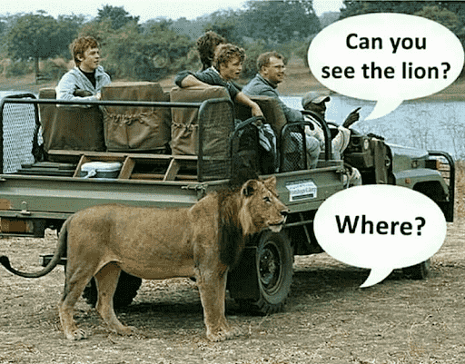 Lion Safari