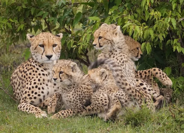 cheetah