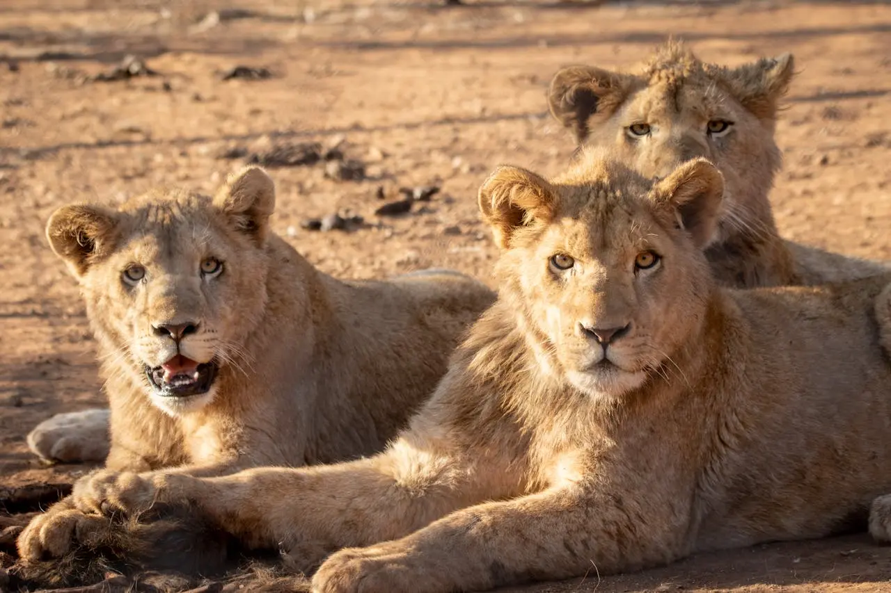 lion lion