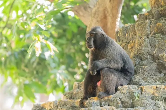 mount-gorilla