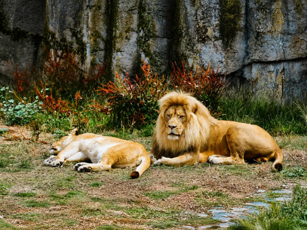 Safari Marketing Agency in San Francisco