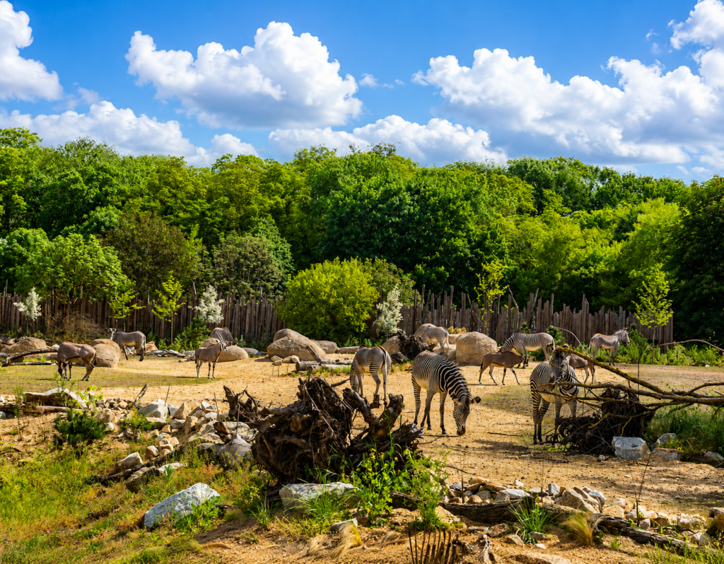 Safari Marketing Agency in Berlin
