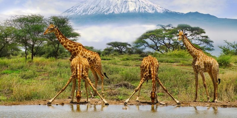 South Africa Safari