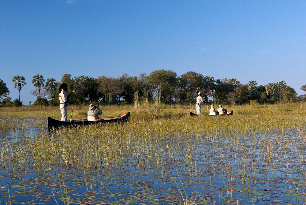 Luxury Botswana safari experience