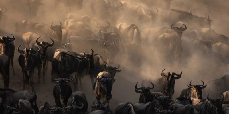 Serengeti Safari