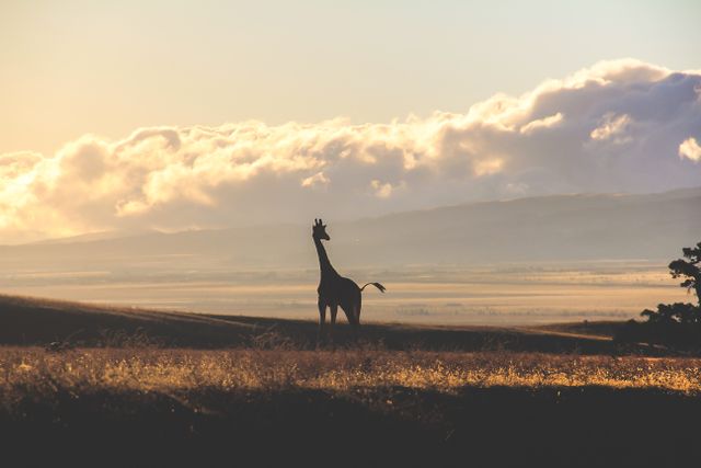 Serengeti Safari