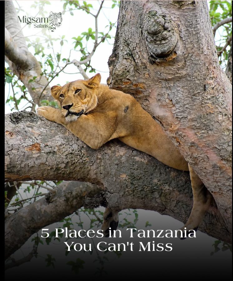 Lion wildlife creative — 5 places in Tanzania