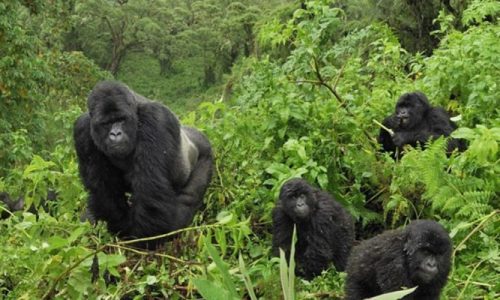 Bwindi-Impenetrable-Forest-National-Park