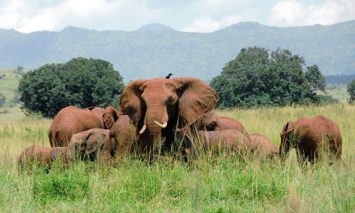 Herd_of_elephants_Kidepo_Valley_National_Park_Uganda__1