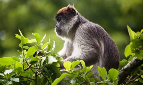 Kibale Forest