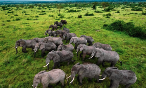 queen-elizabeth-national-park